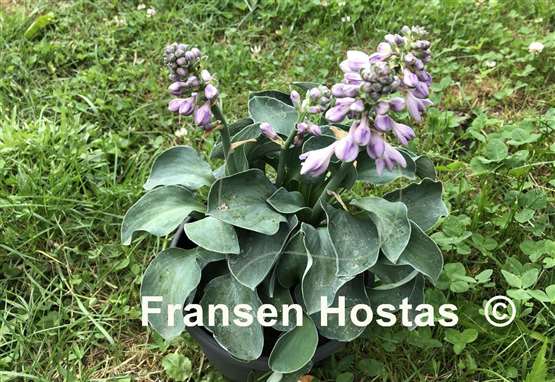 Hosta Blue Mouse Ears